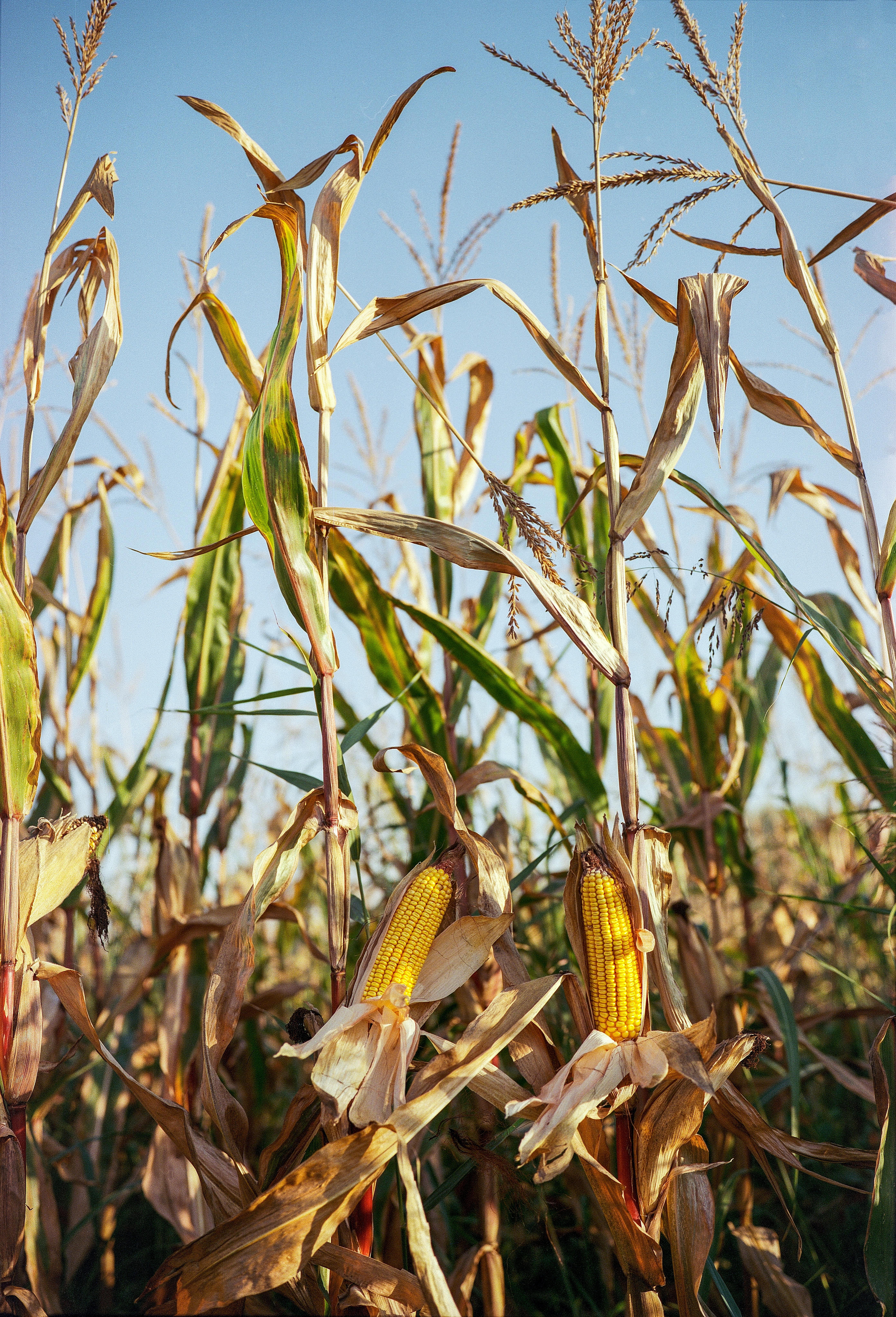Golden Maize