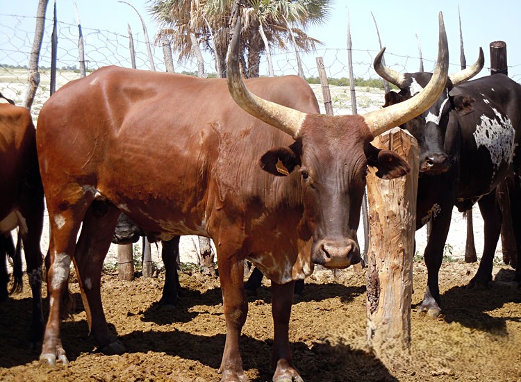 Sanga Cattle